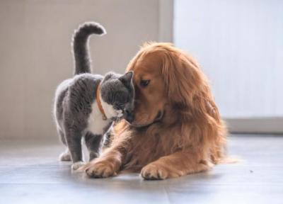 سگ یا گربه؛ کدام یک زودتر اهلی شدند؟