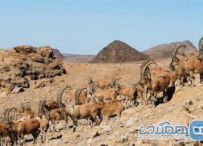 پناهگاه حیات وحش روچون یکی از دیدنی های استان کرمان به شمار می رود پناهگاه حیات وحش روچون یکی از دیدنی های استان کرمان به شمار می رود